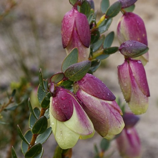 Pimelea physodes